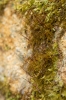 Campylophyllopsis calcarea