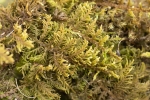 Thuidium delicatulum