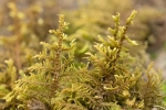 Thuidium delicatulum