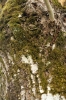 Habrodon perpusillus