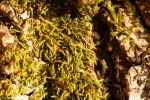 Habrodon perpusillus