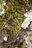 Habrodon perpusillus