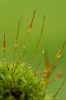 Tortula schimperi