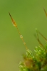 Tortula schimperi
