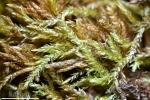 Eurhynchiastrum diversifolium