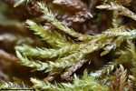 Eurhynchiastrum diversifolium