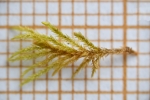 Eurhynchiastrum diversifolium