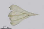 Eurhynchiastrum diversifolium