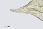 Eurhynchiastrum diversifolium