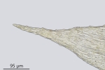 Eurhynchiastrum diversifolium