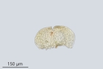 Eurhynchiastrum diversifolium