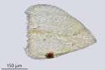 Eurhynchiastrum diversifolium