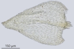 Eurhynchiastrum diversifolium