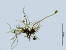 Arvernella microclada