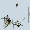 Arvernella microclada