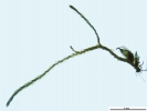 Arvernella microclada