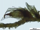 Arvernella microclada
