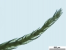 Arvernella microclada