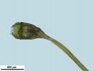 Arvernella microclada