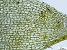 Arvernella microclada