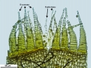 Arvernella microclada