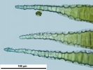 Arvernella microclada