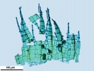 Arvernella microclada