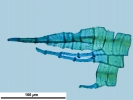 Arvernella microclada