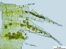 Arvernella microclada