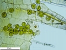 Arvernella microclada
