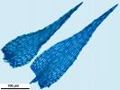 Arvernella microclada