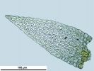 Arvernella microclada