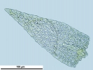 Arvernella microclada