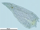 Arvernella microclada