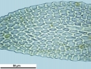Arvernella microclada