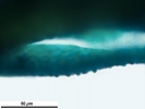 Arvernella microclada