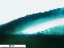 Arvernella microclada