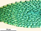 Arvernella microclada