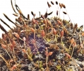 Pottiopsis caespitosa