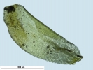 Pottiopsis caespitosa