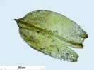 Pottiopsis caespitosa
