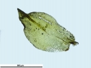 Pottiopsis caespitosa