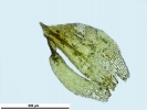 Pottiopsis caespitosa
