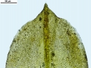 Pottiopsis caespitosa