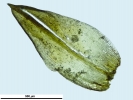 Pottiopsis caespitosa