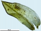 Pottiopsis caespitosa