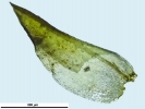 Pottiopsis caespitosa