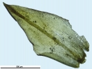Pottiopsis caespitosa