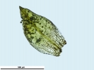 Pottiopsis caespitosa