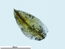 Pottiopsis caespitosa